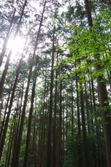 高山・市民の森