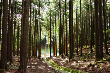 高山・市民の森