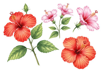 Fototapeta premium Watercolor illustration of beautiful pink and red hibiscus flowers with green leaf branch