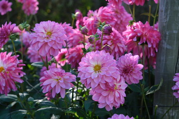 Close-up of Pink Dahlia Flower Next to Wooden Fence Post (Garden Detail)