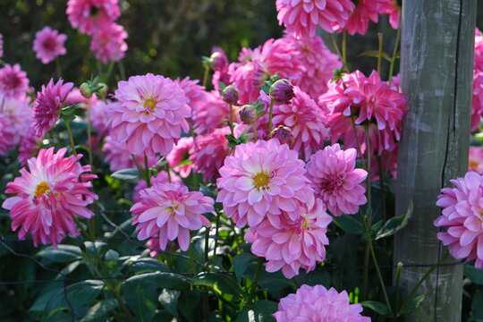 Beautiful Pink Dahlia Flowers with Shallow Depth of Field (Natural Garden Background) - Powered by Adobe