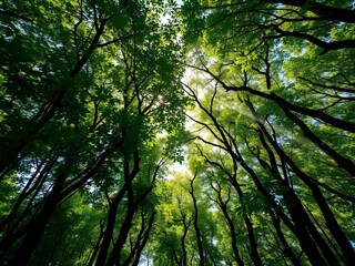 Fototapeta premium Dense forest canopy teeming with life, sunbeams filter through leaves, woods, foliage