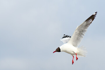 seagull in flight