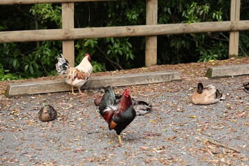 Colorful Rooster and Ducks Resting on Gravel Ground