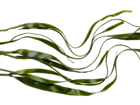 Seaweed green organic strands isolated on pure white background