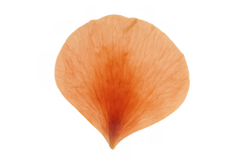Delicate orange flower petal with natural texture showing subtle color variations. Isolated with a transparent background