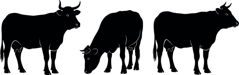 Set of three dairy cow silhouettes in standing and grazing poses, vector illustration representing farm animals, livestock, cattle, and agriculture graphic design