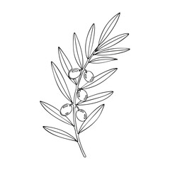 Line drawing of an olive branch with leaves and olives on a white background.