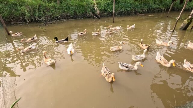 A flock of ducks swimming in a muddy rural pond on a farm in the Mekong Delta, Vietnam.&rdquo;