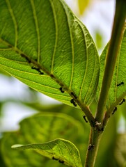 The photo captures the underside of a bright green leaf, showing its detailed veins clearly illuminated by natural light. Small black ants are seen walking in a line along the leaf’s central vein and 