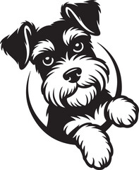 Miniature schnauzer dog peeking face dog