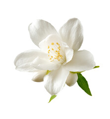 jasmine flower close-up on white background.