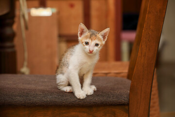 little kitten posing to camera	
