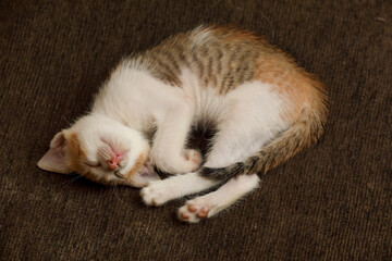 Cute kitten sleeping on bed	
