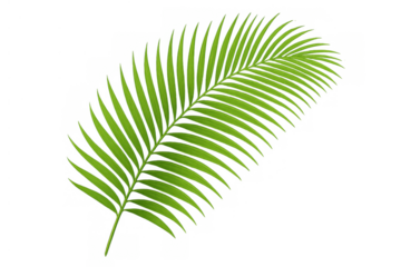 Palm frond isolating tropical green leaf element, natural plant design with a transparent background