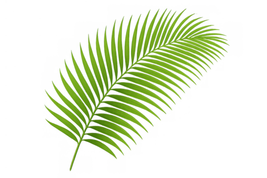 Palm frond isolating tropical green leaf element, natural plant design with a transparent background