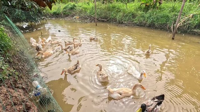 A flock of ducks swimming in a muddy rural pond on a farm in the Mekong Delta, Vietnam.&rdquo;