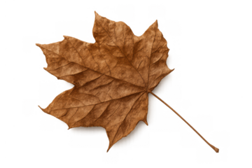 Brown maple leaf drying, symbolizing autumn and seasonal change. Nature theme on transparent background