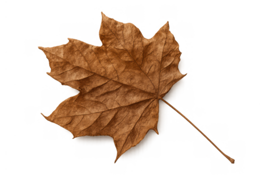 Brown maple leaf drying, symbolizing autumn and seasonal change. Nature theme on transparent background - Powered by Adobe