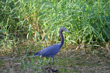 Little Blue Heron in Marsh, Right-Facing, Side Profile