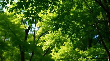 Fototapeta premium Sunlit Green Trees with Natural Outdoor Light
