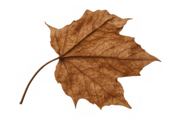 Dry autumn brown maple leaf isolated on transparent background symbolizing fall season and natural change