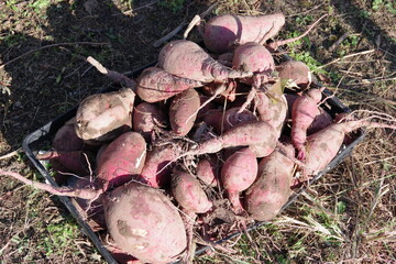 とれたてのサツマイモ