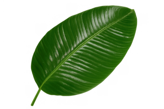 Vivid green leaf featuring a glossy surface and distinct venation. A fresh botanical element for design projects
