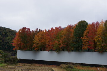 塀の中の紅葉