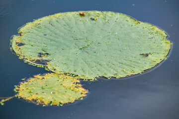 dew on texture with leaves of water lilies