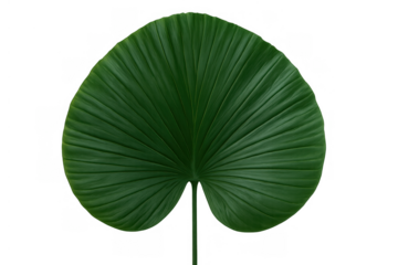 Green tropical plant leaf with ribbed texture and heart shape isolated on transparent background, offering natural detail
