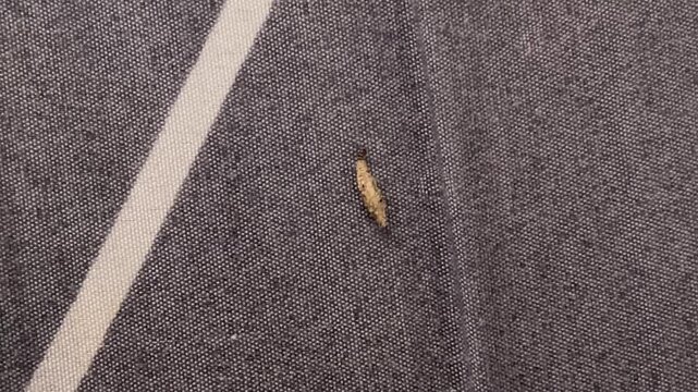 A macro shot of a case-bearing clothes moth Tinea pellionella larva crawling on a grey bed sheet, highlighting its protective silk case and household infestation signs.