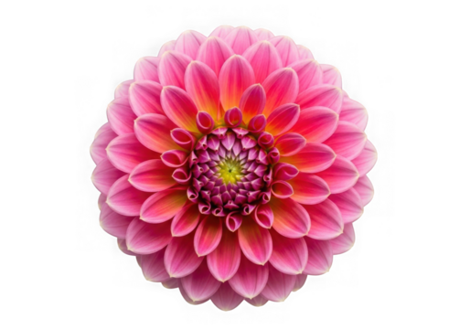 Beautiful pink dahlia flower with yellow center isolated on transparent background