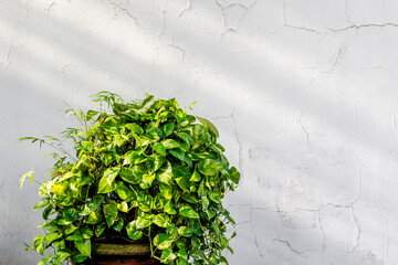 Vibrant green foliage against weathered white wall in sunlight