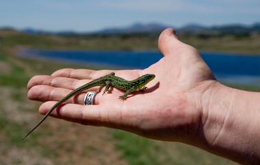 Green lizard in hand
