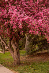 spring photography collection