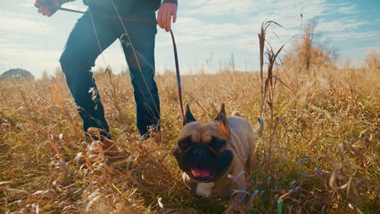 A Person Walking a Happy Dog in a Sunlit Field Surrounded by Golden Grass on a Clear Day, Showcasing the Joy of Outdoor Adventures and the Bond Between Humans and Their Pets