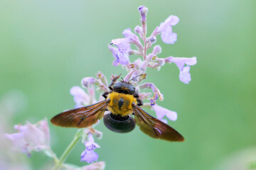 紫色の小さなネペタの花にしがみつくクマバチ