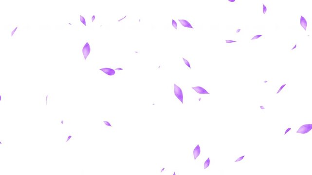 水彩風 右から紫の花びらが舞う[背景白色] Watercolor Spring SeriesPurple petals dancing from the right[White Background]
