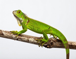 Small, vibrant green iguana climbing a thin brown branch, isolated on a white background.