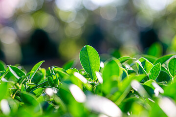 Sustainable Bloom The Essence of Green Vision Pure Green Impact Commitment to a Better Planet Emerald Renewal The Cycle of Responsible Living Bright Leaf Promise ESG Values in Nature’s Light