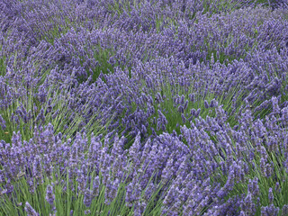 Obraz premium Sea of Lavender Flowers, Purple Field Texture, Floral Background