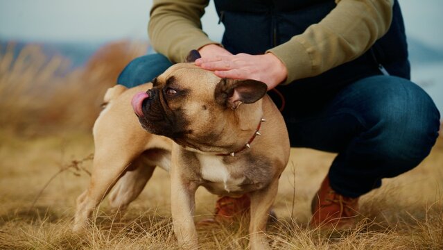 A Person Crouching Down to Pet a French Bulldog in a Natural Outdoor Setting, Showcasing the Bond Between Humans and Pets in the Serene Environment of Nature's Beauty