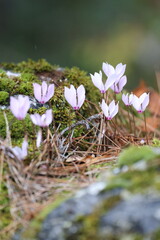 Fototapeta premium Cyclamen forest floor. High quality photo
