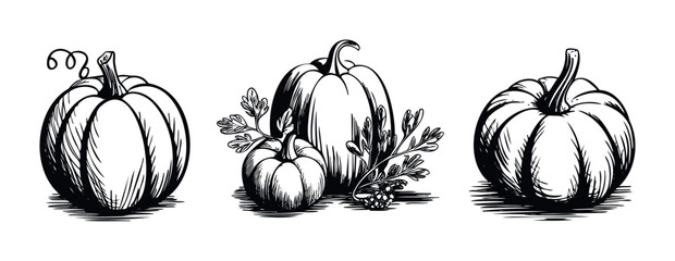 Hand drawn sketch of three pumpkins with leaves and berries, perfect for autumn harvest themes and seasonal decoration projects