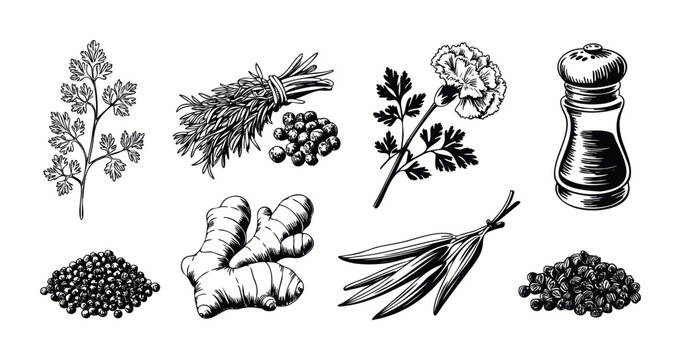 Collection of fresh herbs, spices, and a pepper mill depicted in a handdrawn, engraved style, perfect for culinary content and foodrelated themes.
