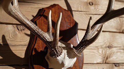 Mounted Deer Antlers Displayed on Wooden Wall - Powered by Adobe