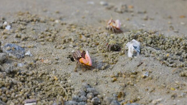 Green eyed Fiddler Crab showing off its claws during mating season. Cute Fiddler Crab dancing with a large claw. Courtship display