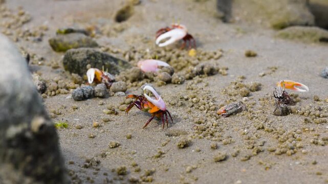 Green eyed Fiddler Crab showing off its claws during mating season. Cute Fiddler Crab dancing with a large claw. Courtship display