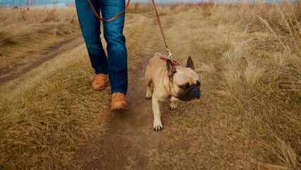A Person Walking a French Bulldog on a Scenic Trail Surrounded by Tall Grass in Natural Light,...